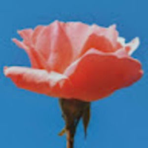 Meet your Posher, Cadence